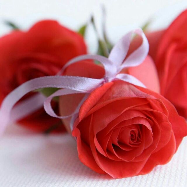 ذهن شاد و زندگی شاد: ایـــــن شاخه گـلِ زیـــباتقـــدیم بہ.... دلهـــایِ پُرمهـــــرشمـــا عزیزان و دوستان جان.....مرسی که هستین....🙏🌹🙏🌹🙏🌱🌺🍃🌺