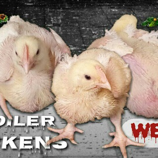 POULTRY FARMING | BROILER | VILLAGE CHICKENS| AGRIBUSINESS PLATFORM Telegram Group Link