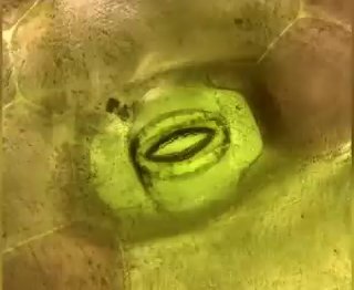This is how plants breathe.A close-up view of a single stoma on the leaf of a boat lily, seen through a microscope.Science and facts💡
