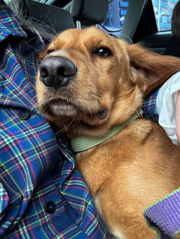 Бейли ищет дом. Настоящий. Навсегда. — фото 1