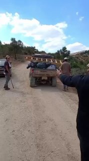 Settlers steal olives from the lands of the village of Abvin, north of Ramallah.