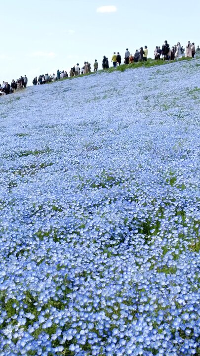 日立海濱公園的粉蝶花與鬱金香