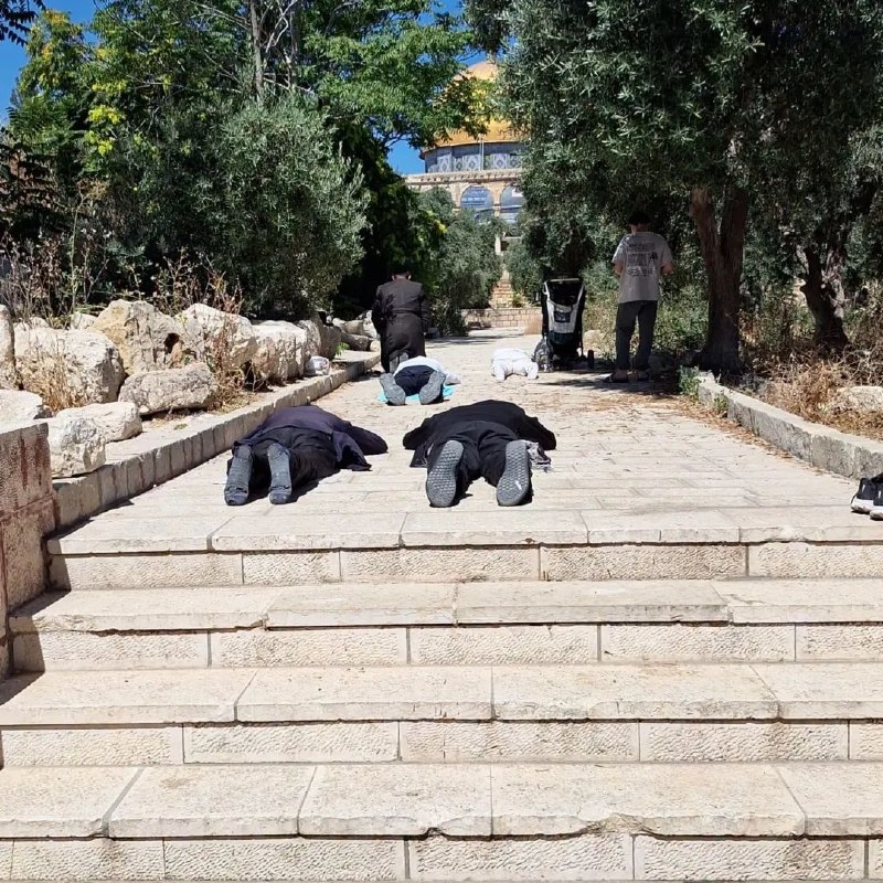מתנחלים מבצעים את מה שמכונה ההשתטחות האפית באזור המזרחי של מסגד אל-אקצא המבורך, בחסות משטרת הכיבוש.