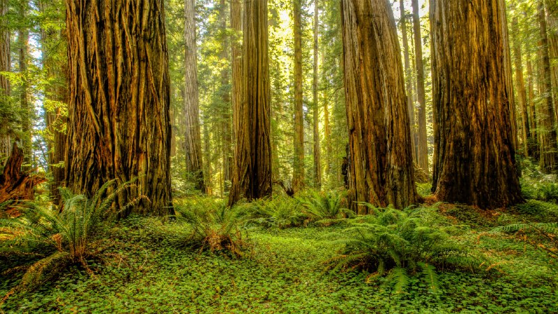Park it hereGrove of redwoods in Redwood National and State Parks, California (© Bob Pool/Getty Images)