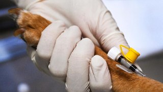 Десятки собак погибли после вакцинации «Мультиканом-8». Производитель отозвал вакцину, но заявил о «деструктивном вмешательстве третьих лиц»Владельцы собак рассказали о случаях гибели своих питомцев после вакцинации препаратом «Мультикан-8». По данным «Ярк