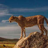 Квадробика хаус//Cheetah House~🐆