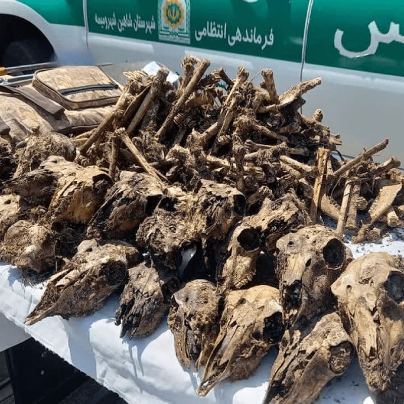 فرارو: ابهام در پرونده کشف جمجمه ۴۱ آهو در چاهی در شاهین‌شهرفرمانده یگان حفاظت محیط‌زیست استان اصفهان: شواهد اولیۀ ماجرای کشف ۴