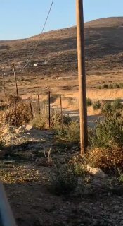 סרטון: מתנחלים גונבים את יבול החיטה במישור בית פוריק, מזרחית לשכם, וקוטפים אותו והופכים אותו אחר הצהריים לח…