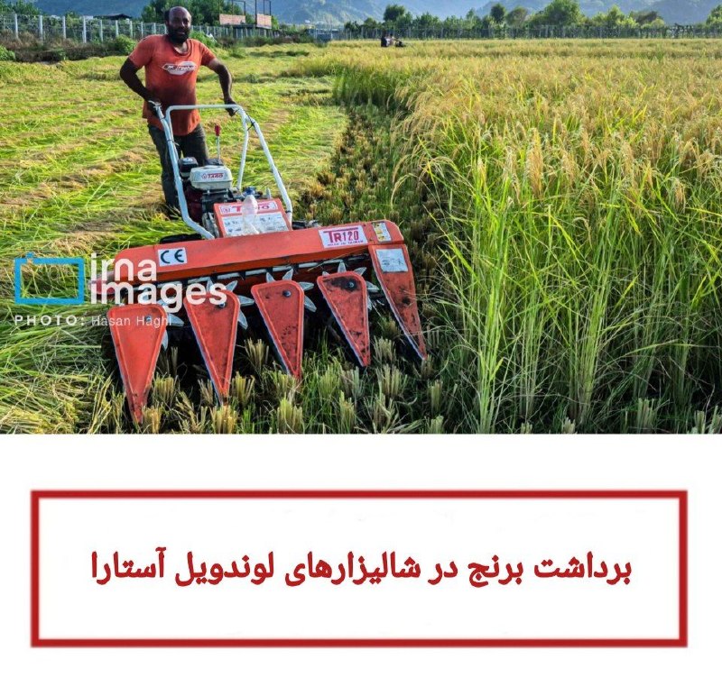 ️️️️🌐 اخبار آستارا 🌐: 🔻برداشت برنج در شالیزارهای لوندویل آستارا✅برداشت برنج از شالیزارهای شهر لوندویل شهرستان آستارا از اواسط مرداد ماه آغاز م