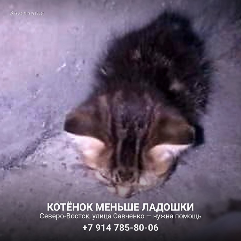 Крошечному котёнку нужна помощь

Маленького котёнка...