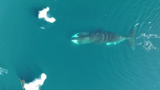 One of the most fascinating facts about the ocean, is that there are whales alive today who were born before Moby Dick was written.