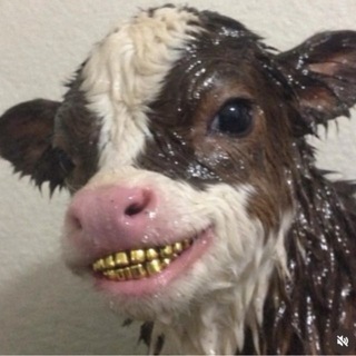 Telegram profile photo for сивка грувка