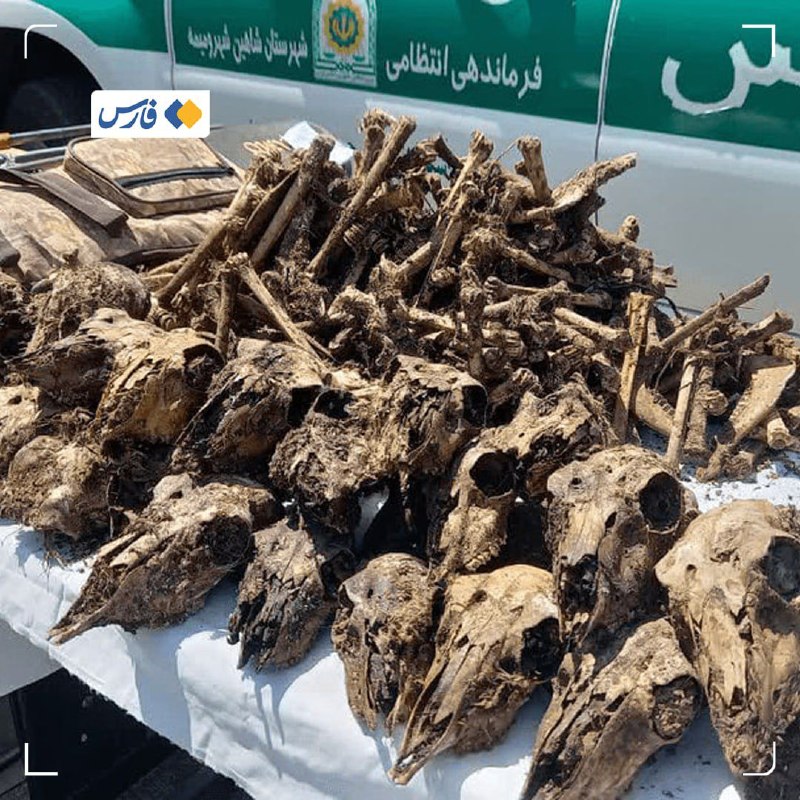 اخبار اصفهان: کشف ۴۱ جمجمۀ آهو از چاه آبی در شاهینشهر 🔹فرمانده انتظامی شاهینشهر: ۲ شکارچی غیرمجاز که در یک سال گذشته بیشاز ۵۰ آهو ر