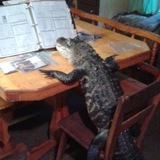 Свомп