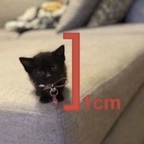 Пристанище Редиса