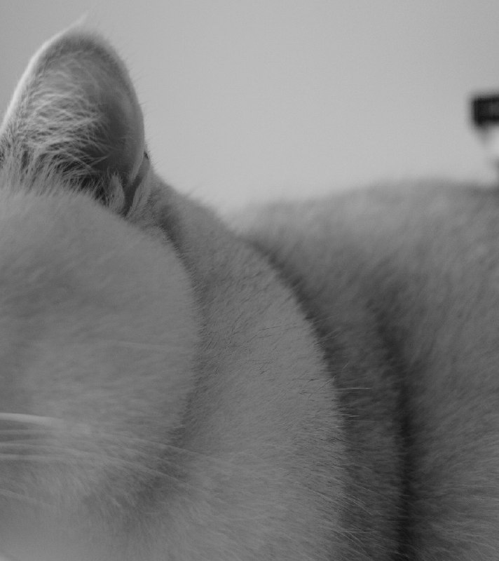 今日份的猫片今日份的猫片