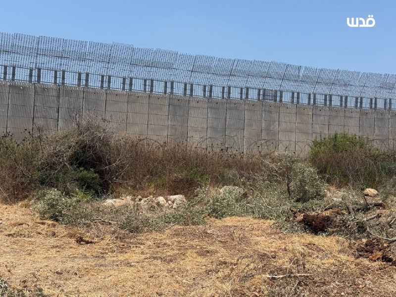 הכיבוש עוקר עשרות עצי זית באדמות הסמוכות לחומה בעיירה קפין, מצפון לטול כרם.
