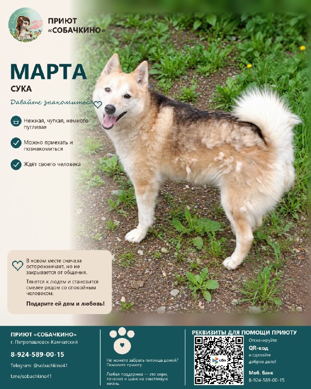 Марта ищет дом. ❤️
Спокойная умница в серебристой...