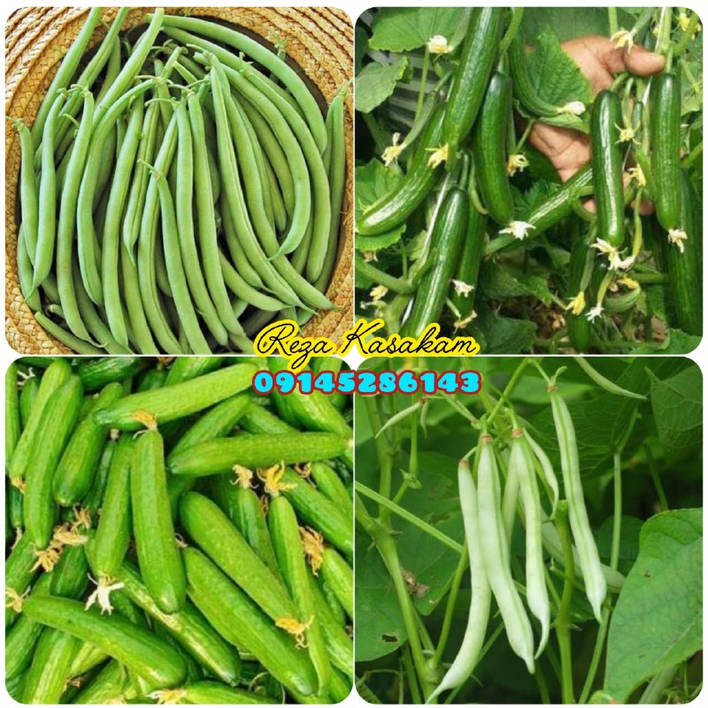 پیرانشهر تجارت: 😉فروش ویژه لوبیا سبز و خیار شور ارگانیک💯%طبیعی آغاز شد😍 🥒 خیار خیارشور 🫛 لوبیا سبز🌶️ فلفل + بامیه💦 آبیاری با چشمه طبیعی 