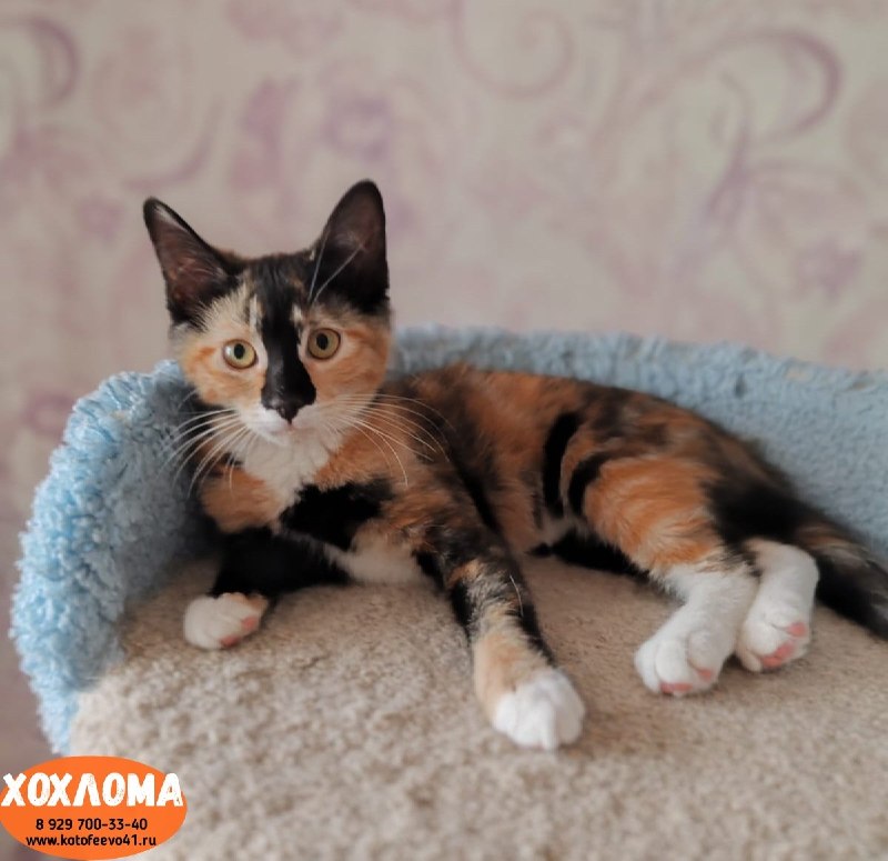 Котёнок *Хохлома*
Возраст 4 месяца.
Озорная малышка...