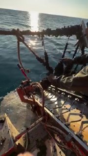 How mussel farming works at sea, from harvesting and sorting to re-seeding the next batch. Science and facts💡