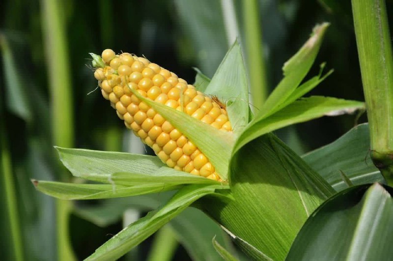 شبکه باران: ✅ استفاده مداوم از ذرت از پوسیدگی دندان جلوگیری میکند. 🌽💠 موثر در تقویت مو و ناخن، 💠 به ساخت و حفظ کلسیم ها کمک می کن،💠 