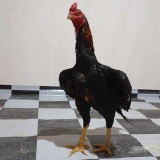 Namangan dakan bozori
