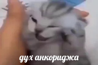 Путин снова заявил о готовности к переговорам с Украиной. Но есть нюанс.«Россия готова к мирным переговорам с Украиной — на базе договоренностей, которые были достигнуты еще в Стамбуле, на базе модальностей, которые обсуждались в Анкоридже, и, самое главно