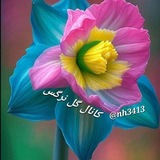 گل نرگس