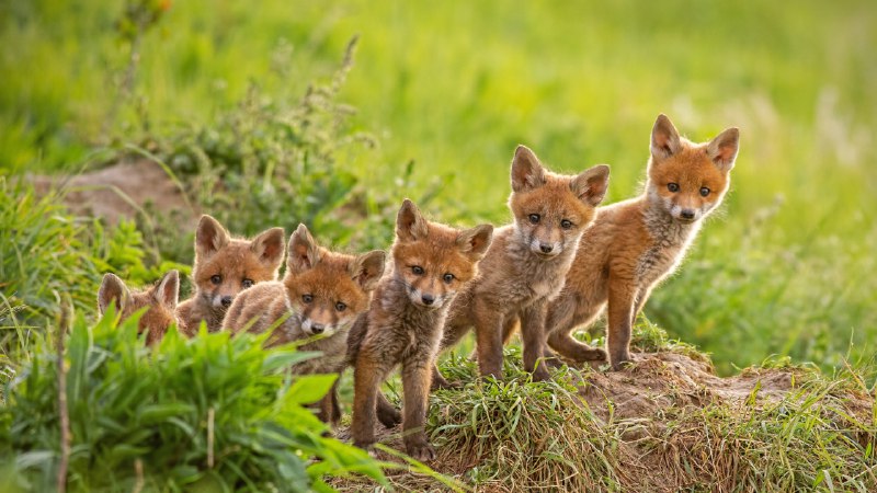 Wild at heartRed fox cubs near their den (© WildMedia/Shutterstock)