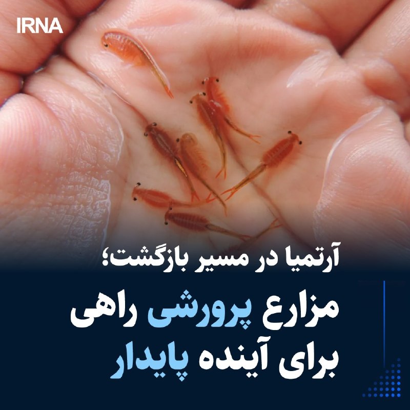 🔸 ארטמיה בדרך חזרה; חוות גידול הן דרך לעתיד בר קיימא