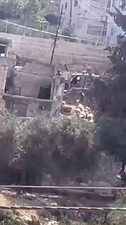 Settlers steal sheep from Salwad village northeast of Ramallah