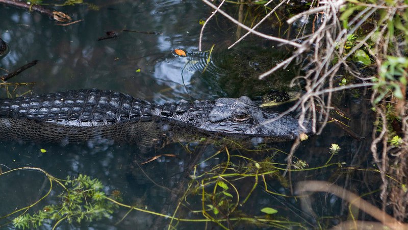Florida woman was killed by gator as her husband tried to intervene, officials say