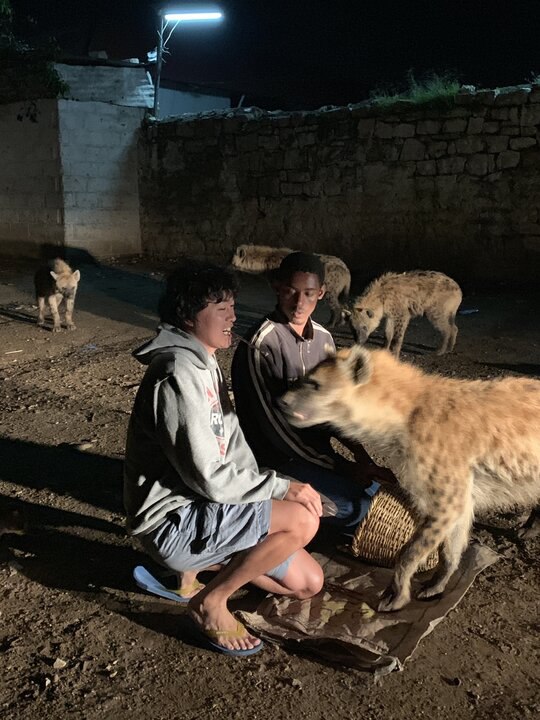 鬣狗城市