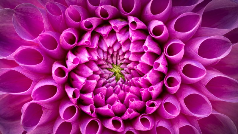 A symphony of petalsPink dahlia flower (© Harald Biebel/Getty Images)