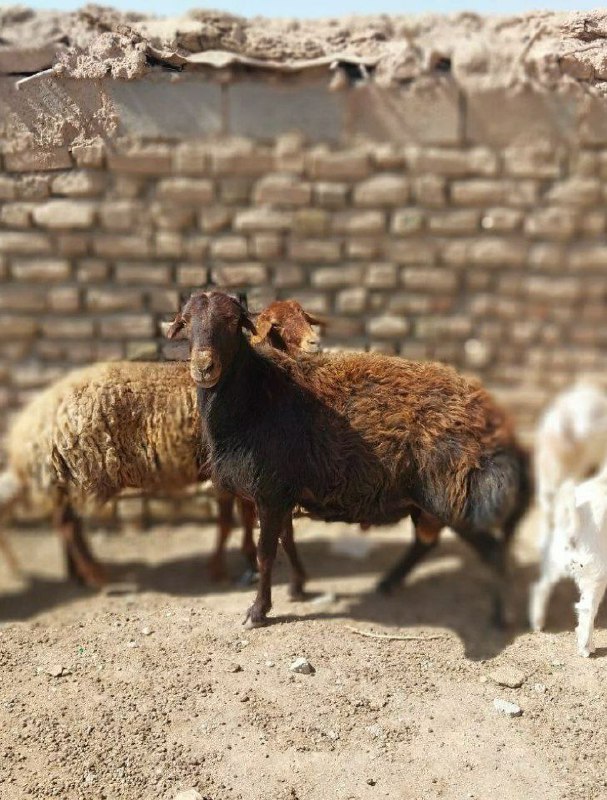 نقطه سر خط: ‏گوسفندی که به حمایت شدن ازطرف چوپان دلخوشه، سرنوشتی جز چاقوی قصاب در انتظارش نیست.متهم کیه؟ گوسفندی که اعتماد کرده؟ چوپ