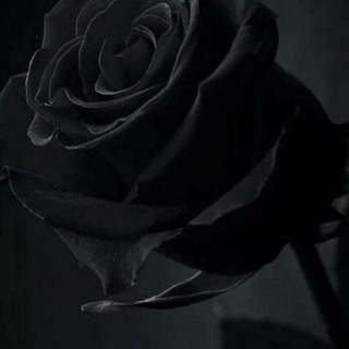 🕊️🥀Towkenoooooooo,🥀🕊️