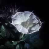 datura utaite🎐