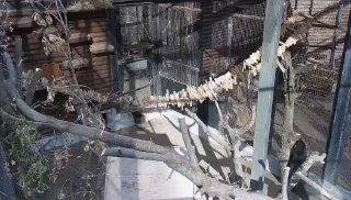 אם תמיד דמיינתם דביבונים כיצורים שמנמנים מגושמים, צפו בסרטון הזה שפורסם על ידי פארק רוב רוחי. דביבון בשם בר…