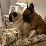 Brachycephals confession