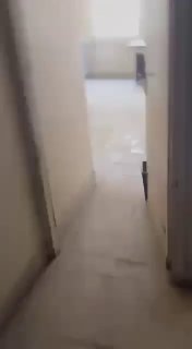 ספיר ליפקין