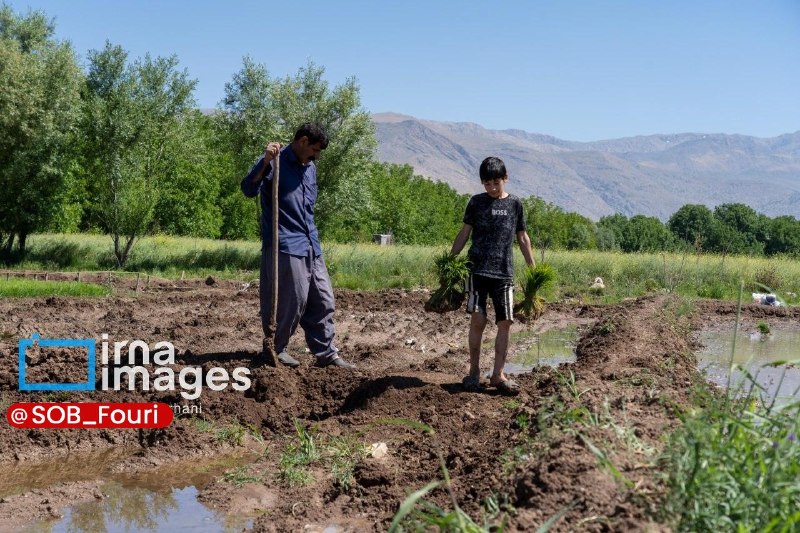سیستان و بلوچستان فوری: بذرهای امید در خاش جوانه زده‌اند🔹زاهدان - در پهنه پرمهر خاش، بذرهای امید در خاک مستعد این دیار جوانه زده‌اند. در این منط