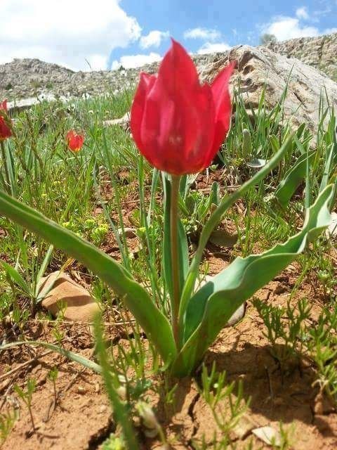 بانه 24: 🗓 ئەمڕۆ هەینی٣٠ موردادی ۱۴۰۵ی هەتاوی٣٠ گەلاۆیژ ۲۷۲۶ی کوردی ٢١ اوت ۲۰۲۶ زایینی➖ڕۆژ باش هاوڕێیان🌸🩷➖ #بانە_٢٤ #دەنگی_ئێوە 📝