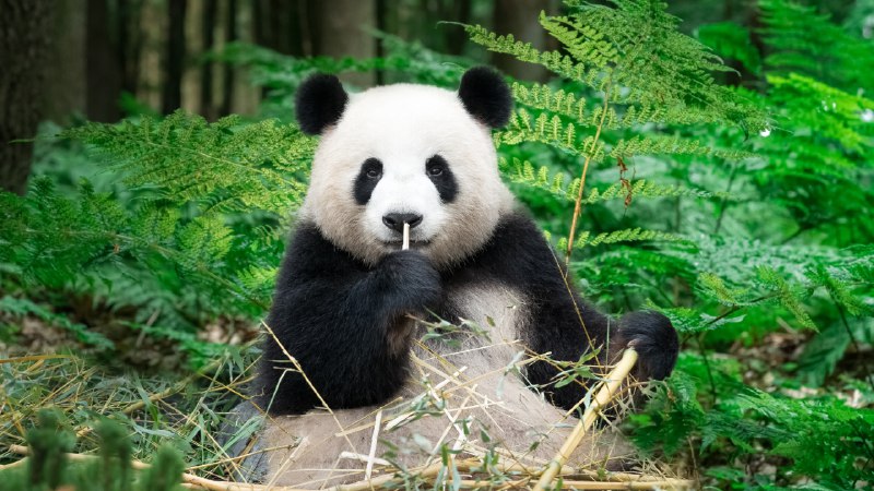 Into the PandaverseGiant panda eating bamboo, China (© Entwicklungsknecht/Getty Images)