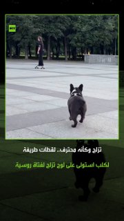 משהד הוא סיפור מצחיק על כלב שתפס סקייטבורד של בחורה רוסית כדי לבלות את זמנו בהחלקה כמו מחליק מיומן, מה שהפת…