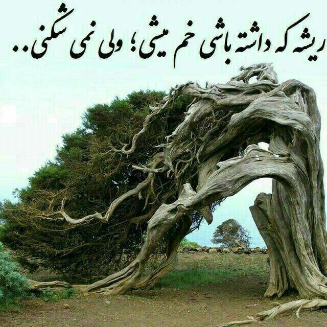 ❤ذوق مستان❤️: رفاقت مثل یه درخت میمونهارزشش به قد بلند نیستبلکه به ریشه هاشهکه چقدر عمق داره...سلامتی ریشه دارا 🦋@zugemastan💟