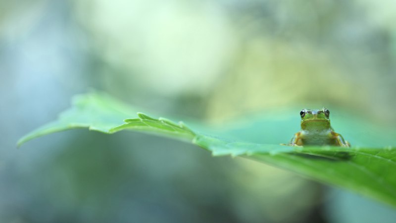 Hop into spring!Tree frog on leaf (© Tetsuya Tanooka/DEEPOL by plainpicture)