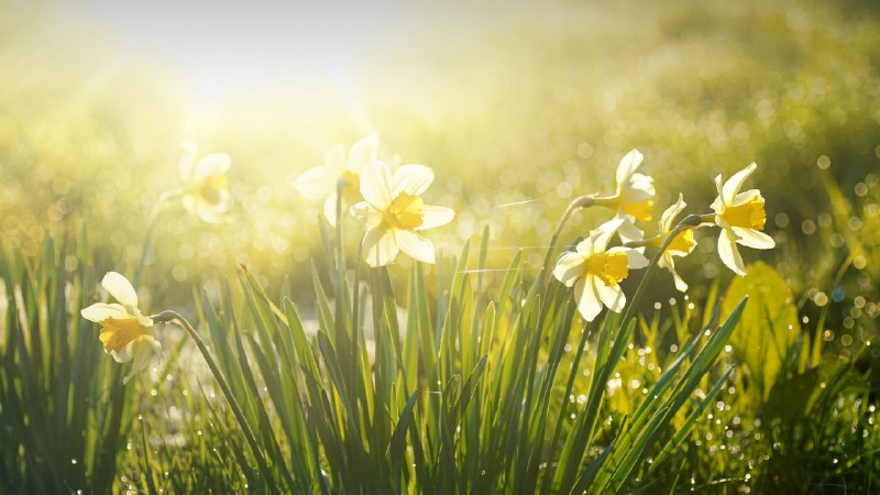 Spring awakeningSpring daffodils glowing in morning light (© LedyX/Shutterstock)