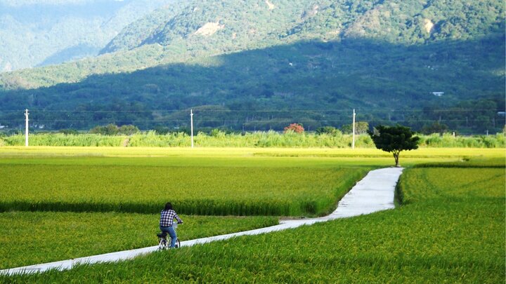 【E-BIKE電輔車】一「騎」看山看雲，暢享稻浪(關山、池上)