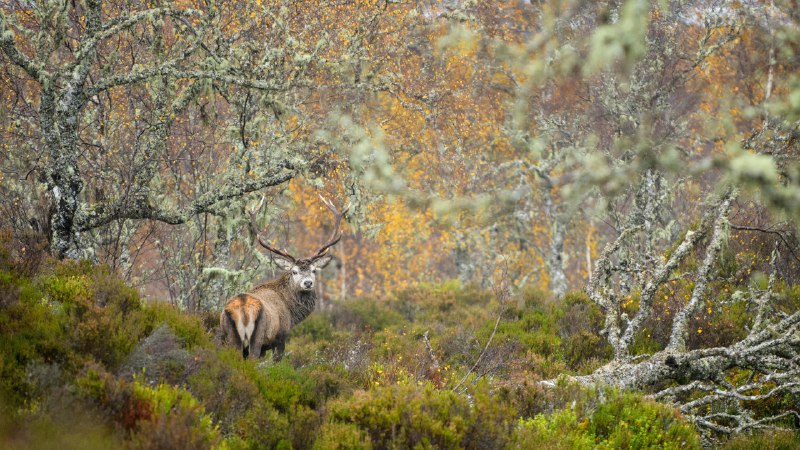 The hart of the HighlandsRed deer stag in the Caledonian Forest, Glen Affric, Scottish Highlands (© Terry Whittaker/Alamy)